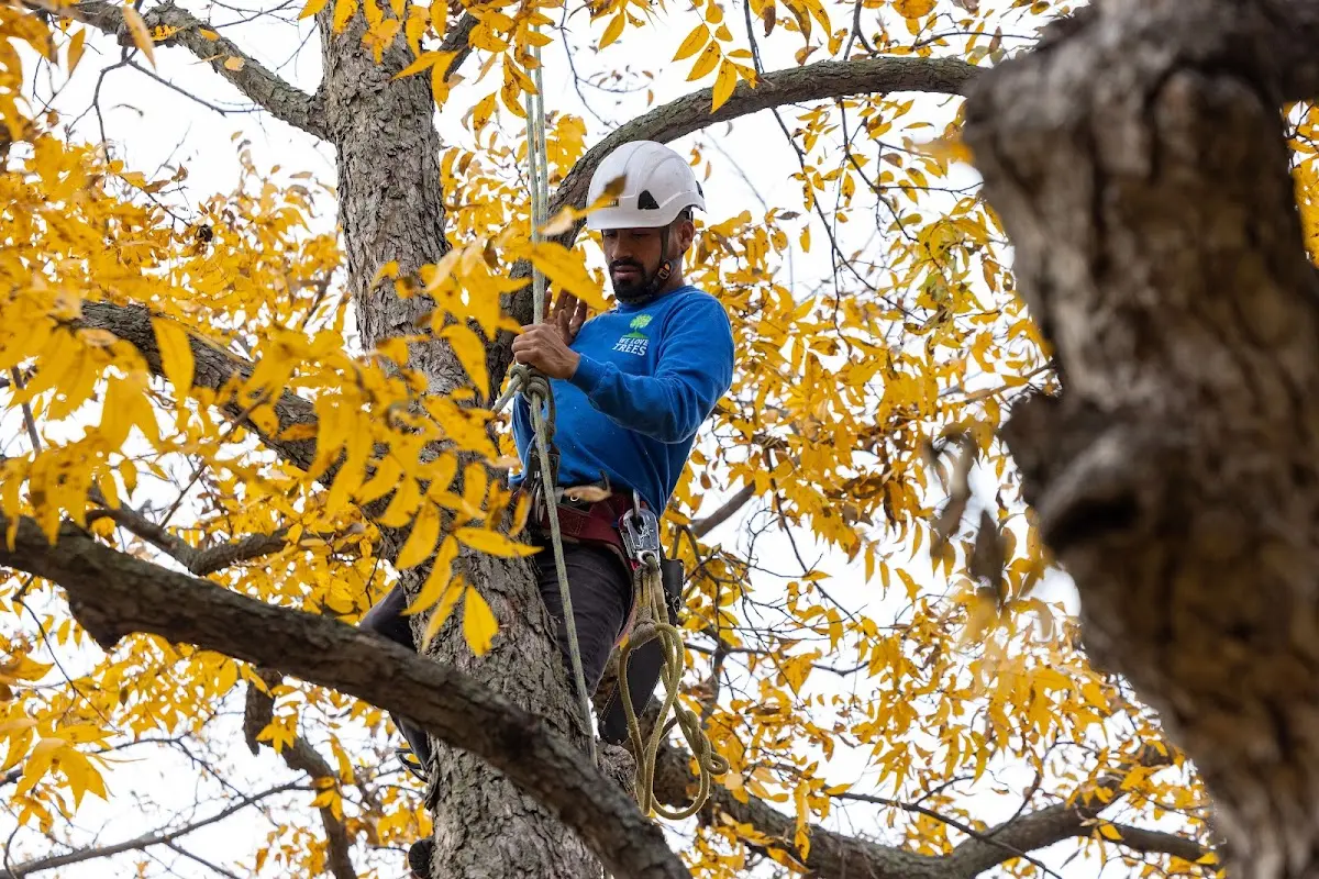 Skilled Storm Damage Cleanup crew working in Bergenfield