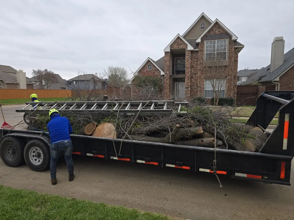 Expert Tree Removal with proper safety equipment in Bergenfield